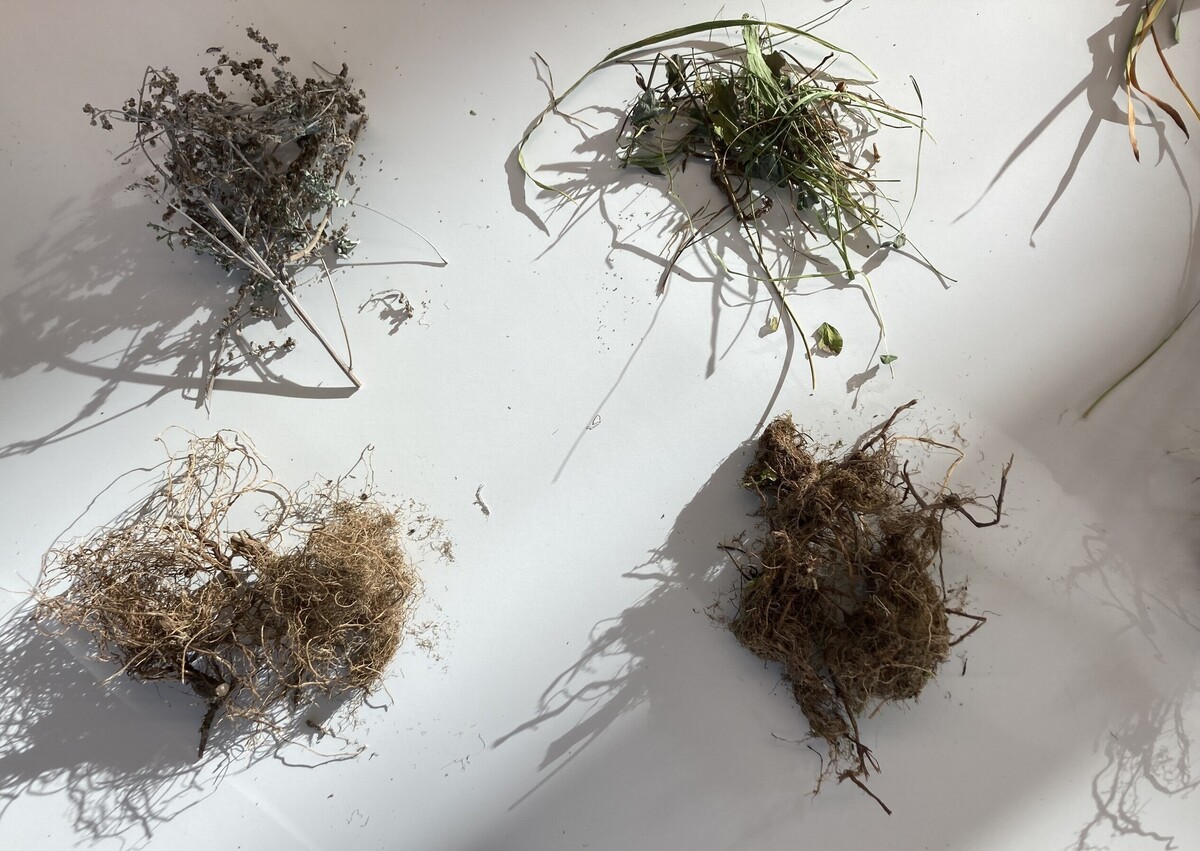 Trockengewicht der ober- und unterirdischen Biomasse je Topf