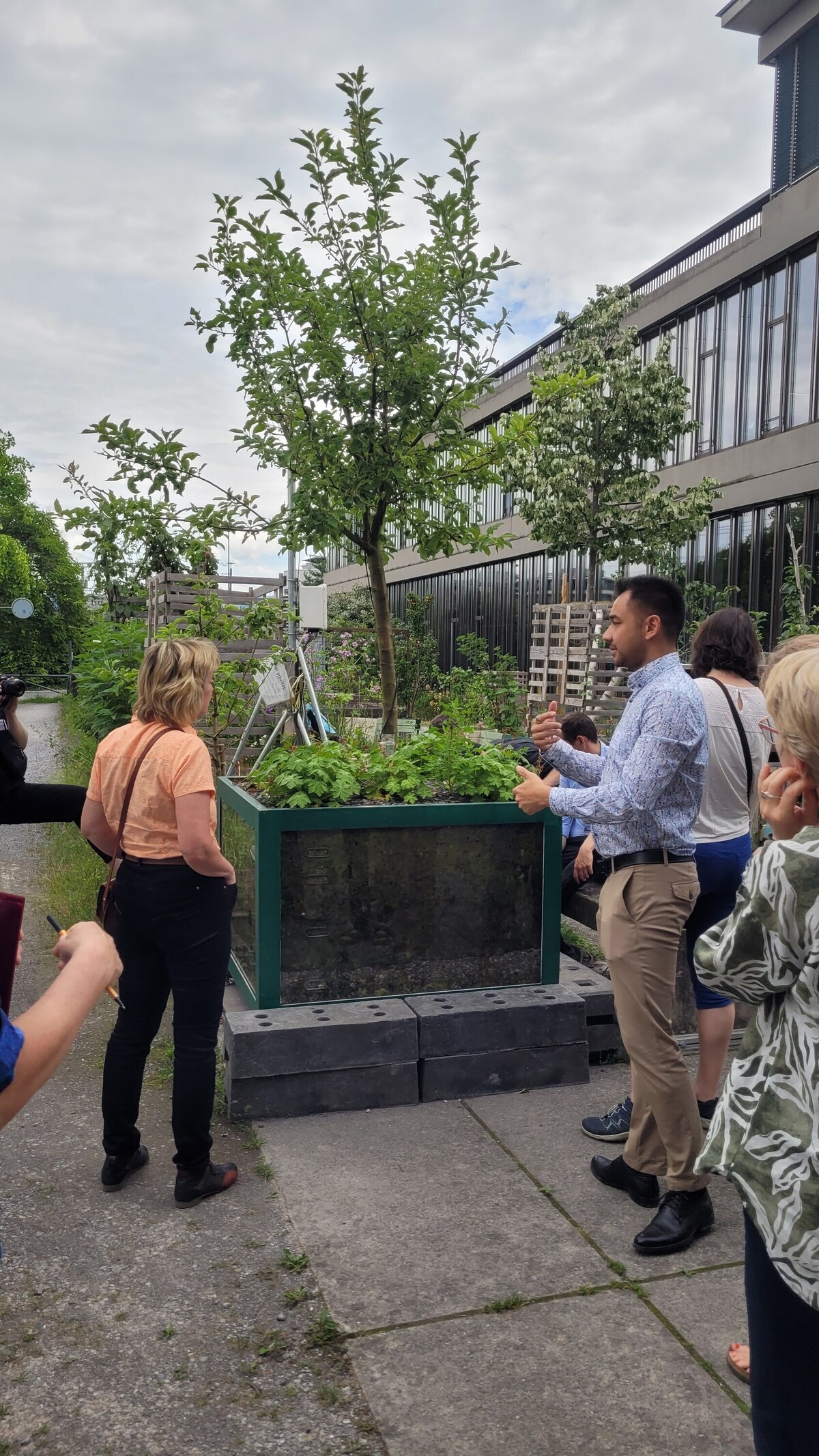 Cool green -2 Präsentation des Baumrigolen 'Cool Green'