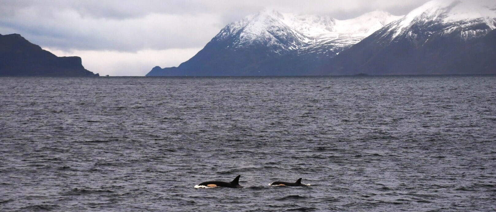 Orcas bei Tromsø im Arktischen Kreis