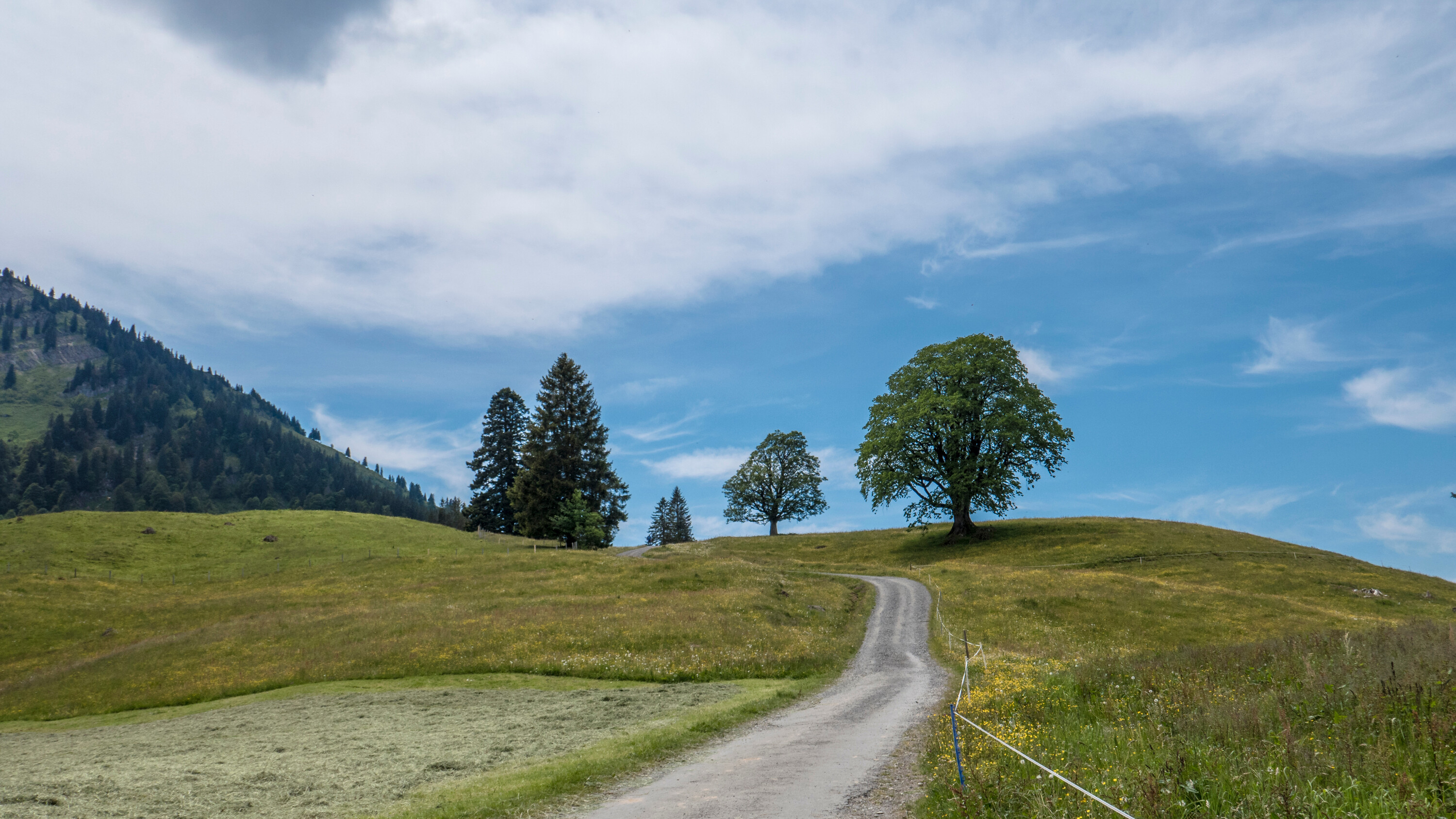 Weg durch Blumenwiese mit einzelnen Bäumen und blauen Himmel mit weißen Wolken, Landschaftsaufnahme im Querformat, Panorama