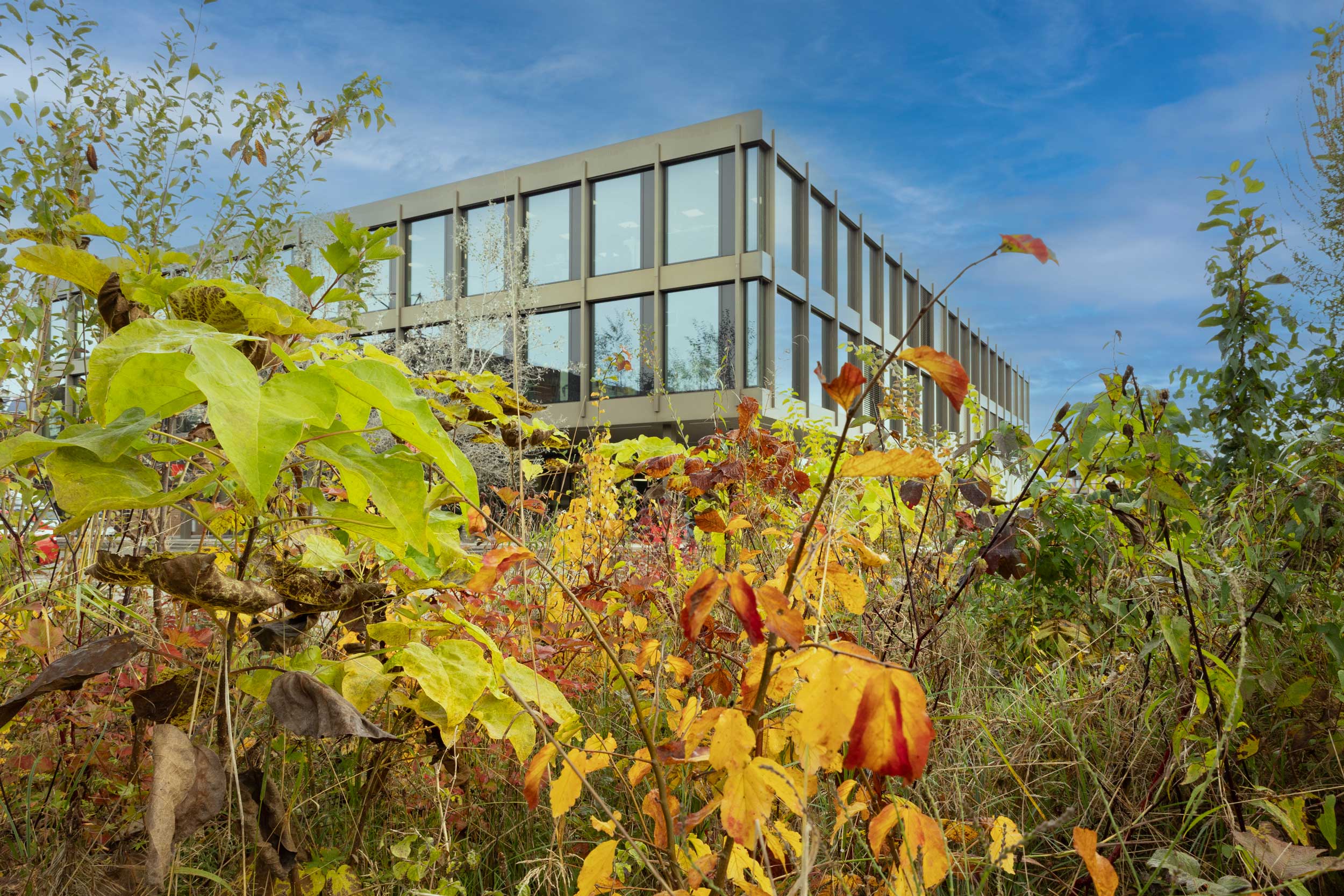Gebäude am OST Campus Rapperswil mit herbstlich verfärbten Blättern im Vordergrund