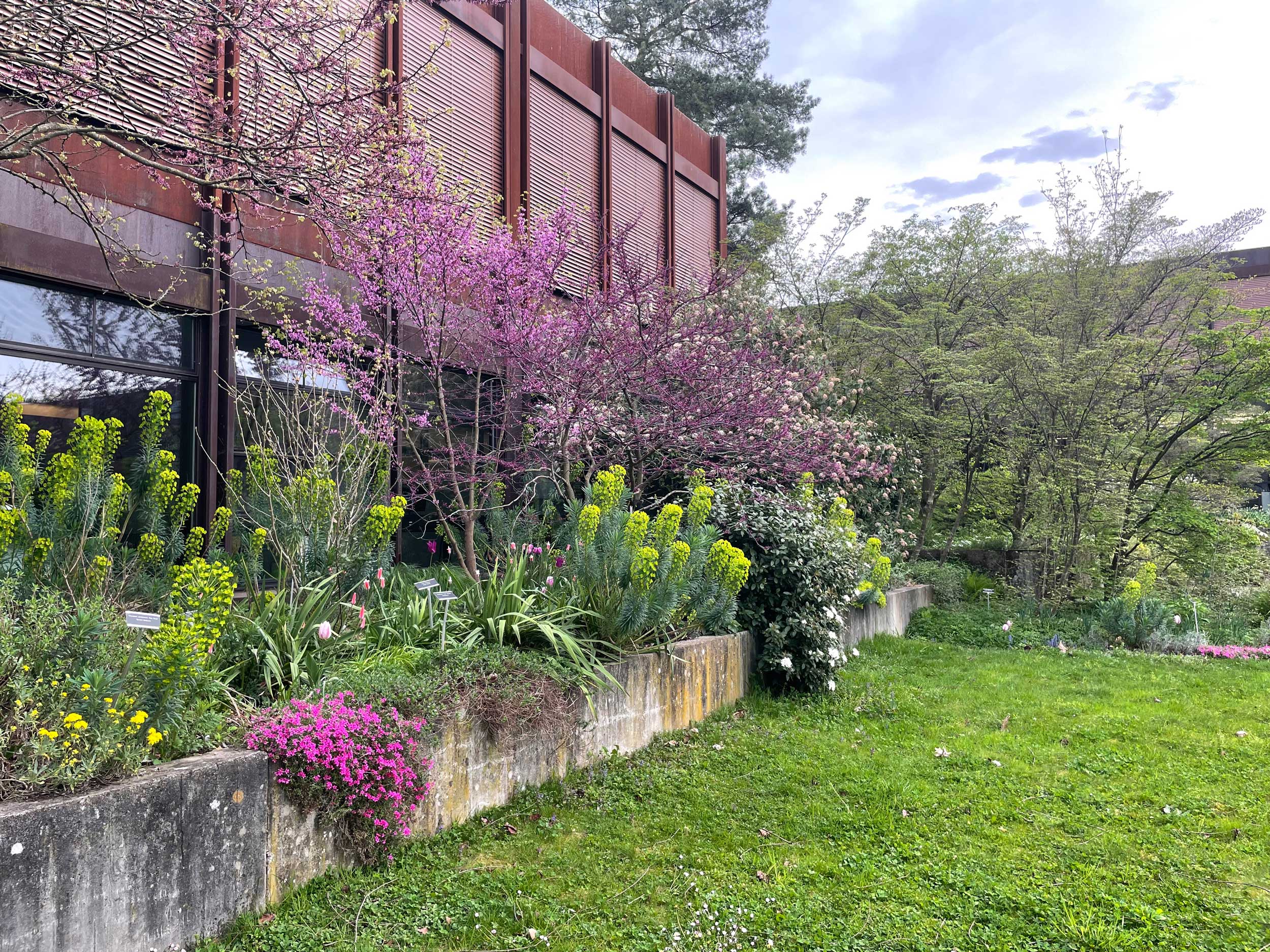 Pflanzentröge mit blühenden Pflanzen auf dem OST Campus Rapperswil