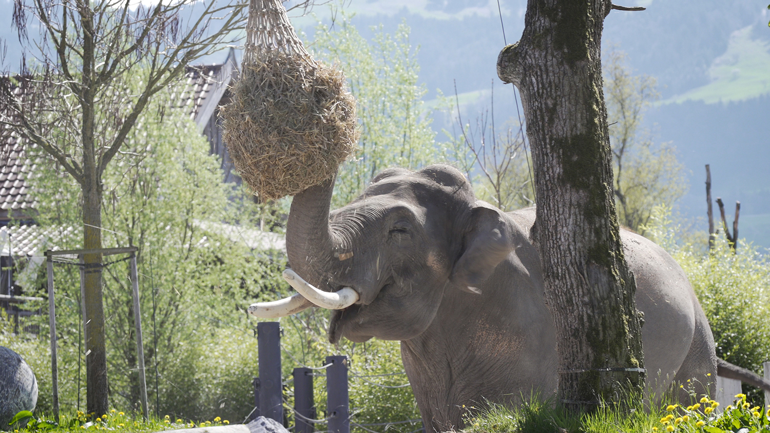 Für die Kinderzoo-Elefanten gibt es neben den bekannten Futternetzen bald zwei neue Beschäftigungsmöglichkeiten.