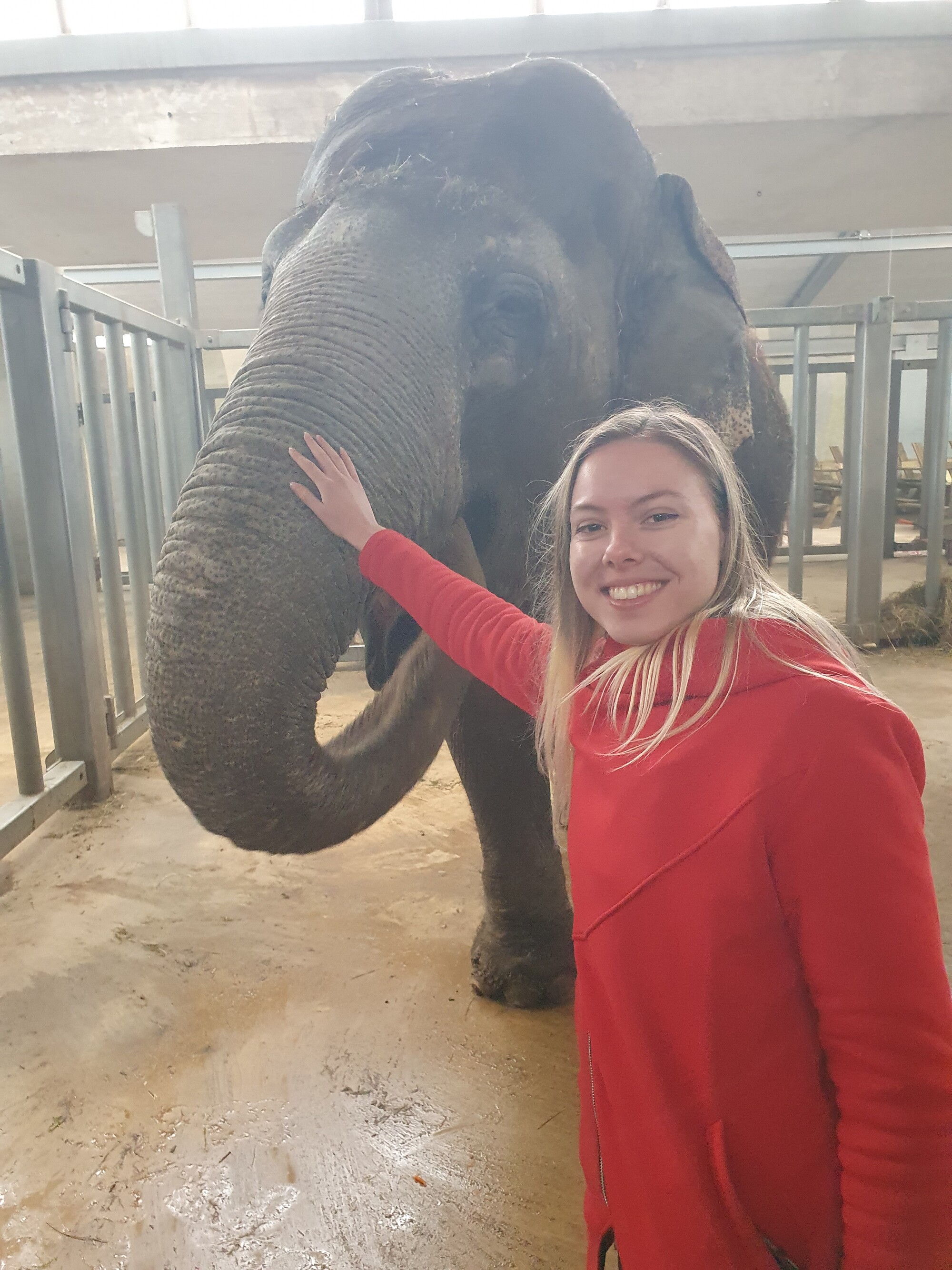 Eine Studentin der OST streichelt in Knies Kinderzoo, Rapperswil-Jona, einen Elefanten.